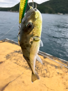 シロサバフグの釣果