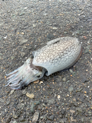 コウイカの釣果