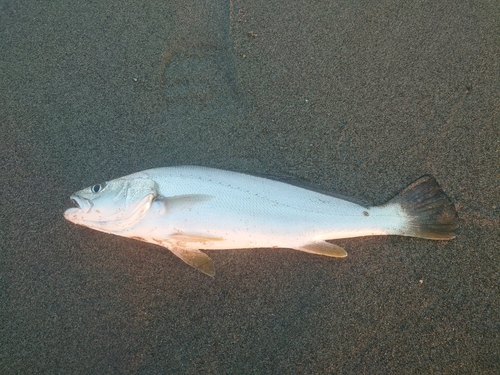 ニベの釣果