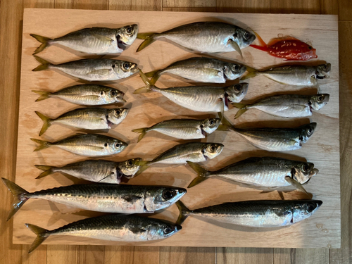 アジの釣果