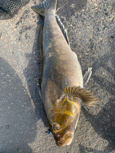 アイナメの釣果