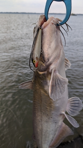 アメリカナマズの釣果