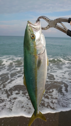 イナダの釣果