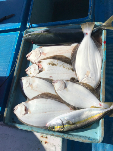 ヒラメの釣果