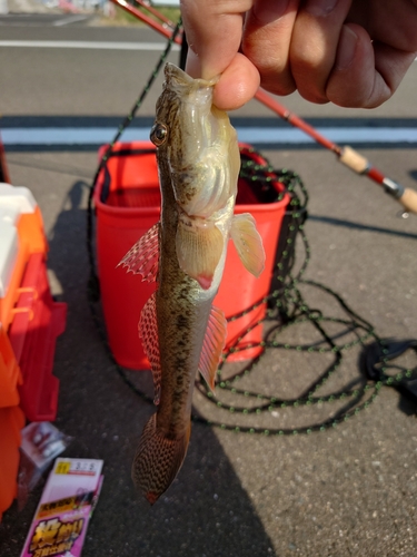 ハゼの釣果