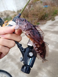 アナハゼの釣果