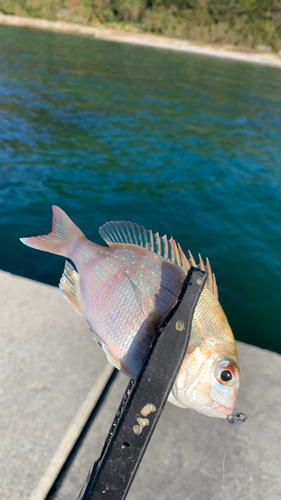 チャリコの釣果