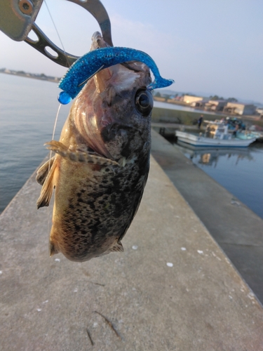 クロソイの釣果