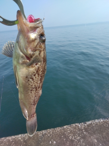 クロソイの釣果