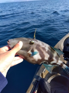 ウマヅラハギの釣果