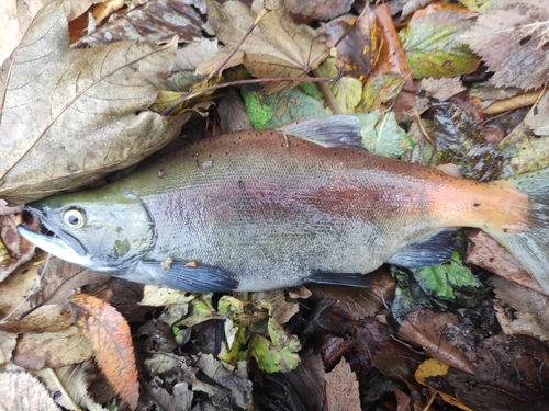 ヒメマスの釣果