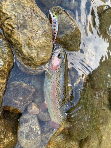 ニジマスの釣果