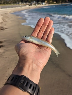 キスの釣果