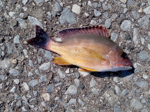 オキフエダイの釣果