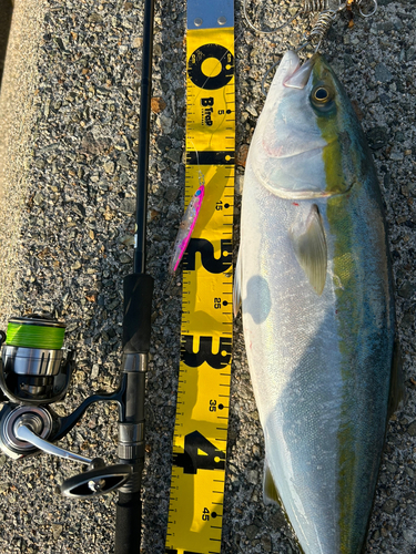 メジロの釣果