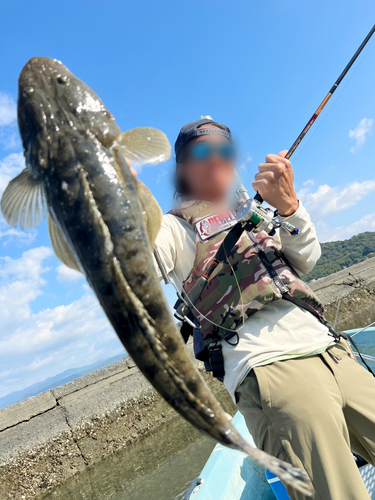 コチの釣果