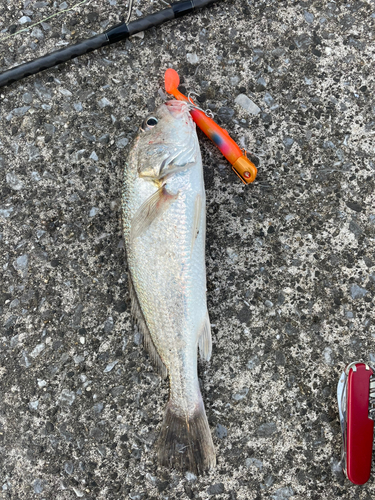 イシモチの釣果