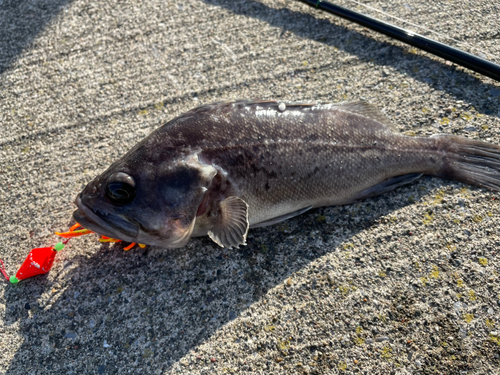 クロソイの釣果