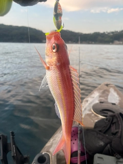 イトヨリダイの釣果