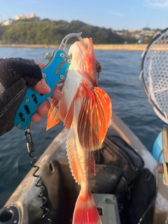 ホウボウの釣果