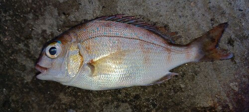 マダイの釣果