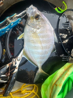 カイワリの釣果