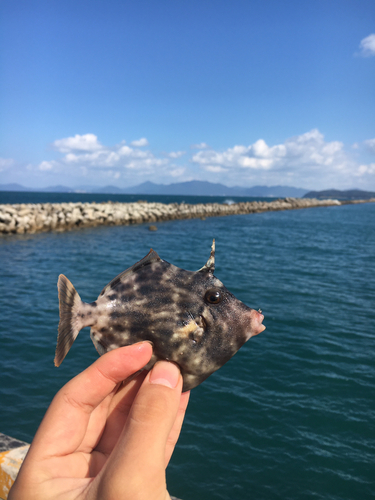 カワハギの釣果