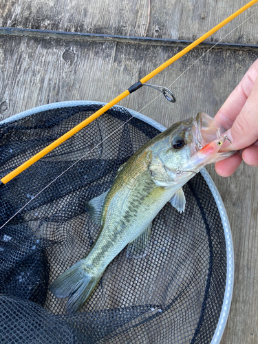 ブラックバスの釣果