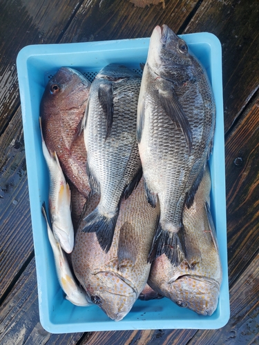 コショウダイの釣果