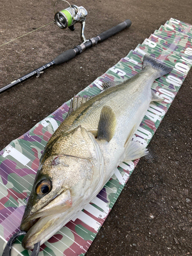 シーバスの釣果