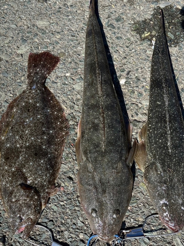 マゴチの釣果