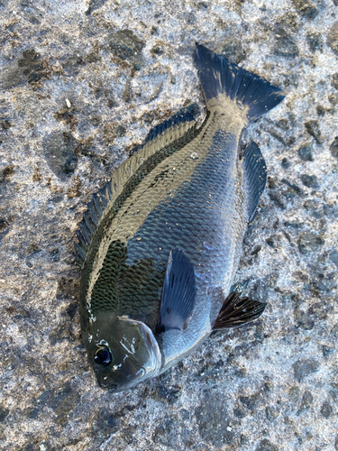 グレの釣果