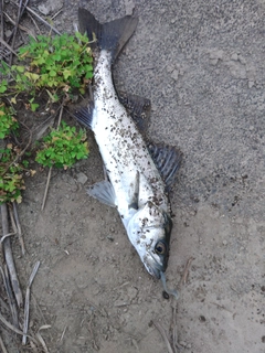 セイゴ（マルスズキ）の釣果