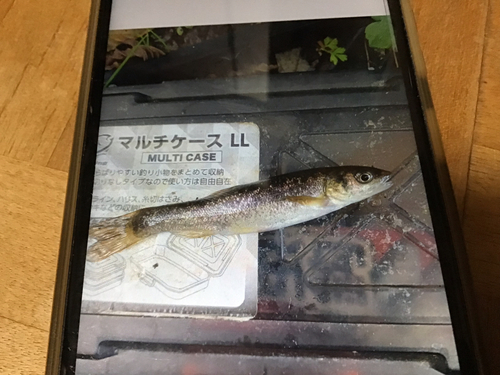 タカハヤの釣果