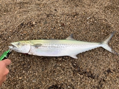 サゴシの釣果