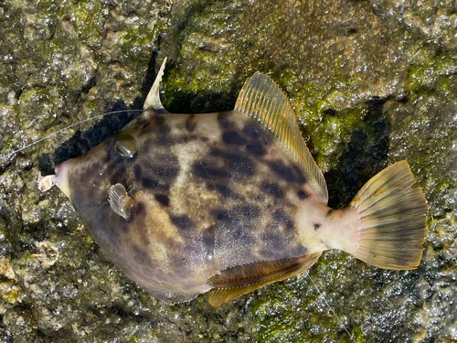 カワハギの釣果