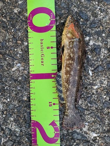 アイナメの釣果