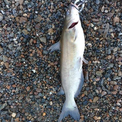 アメリカナマズの釣果