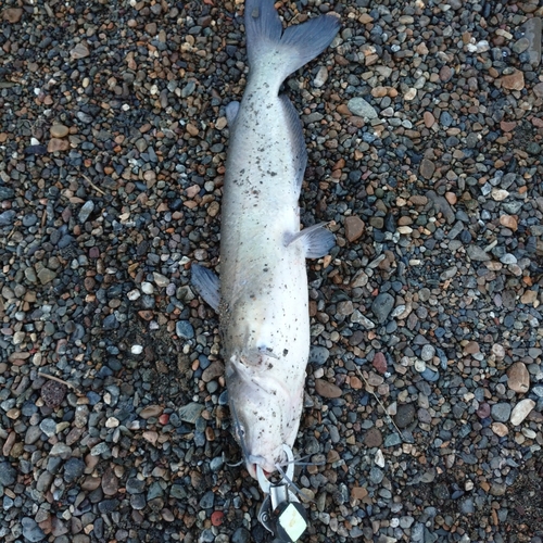 アメリカナマズの釣果