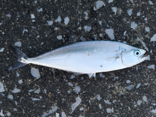 イケカツオの釣果