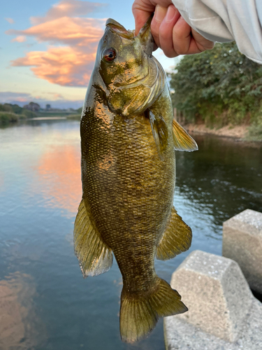 スモールマウスバスの釣果