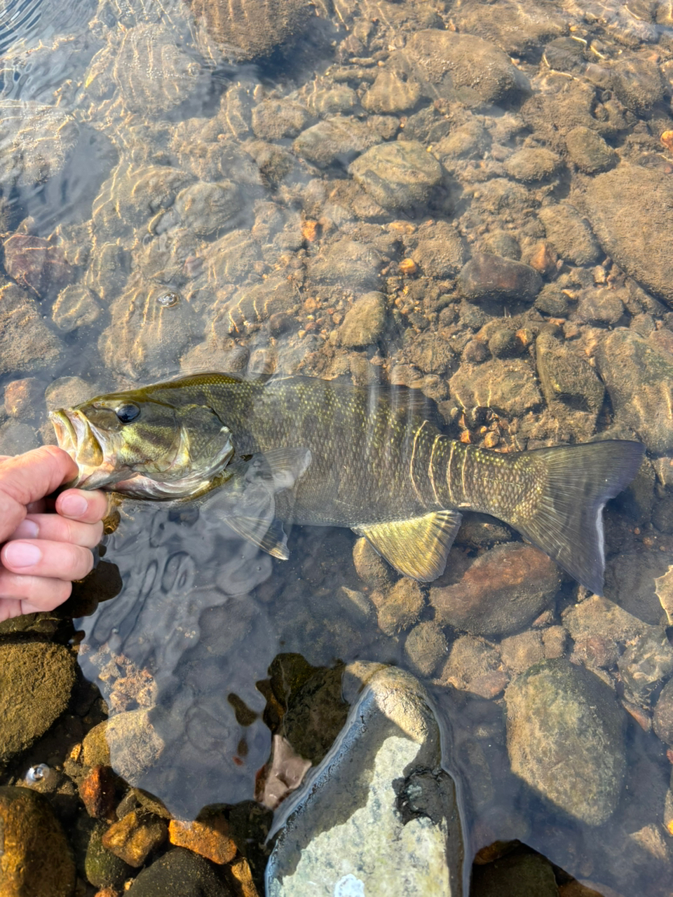 スモールマウスバス