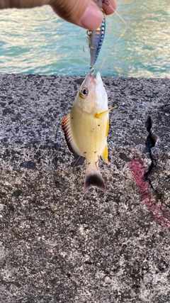 オキフエダイの釣果