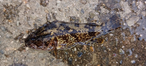 タケノコメバルの釣果