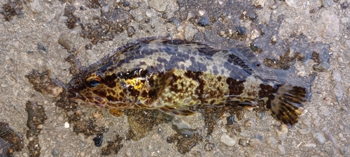 タケノコメバルの釣果