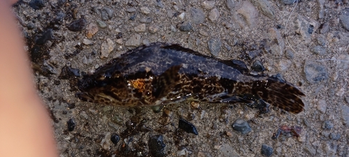 タケノコメバルの釣果