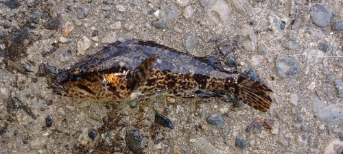 タケノコメバルの釣果