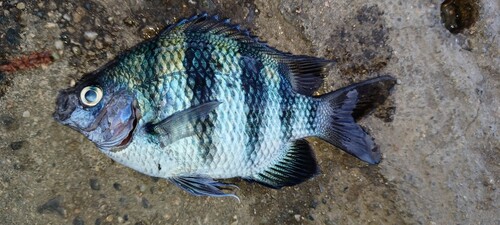 オヤビッチャの釣果