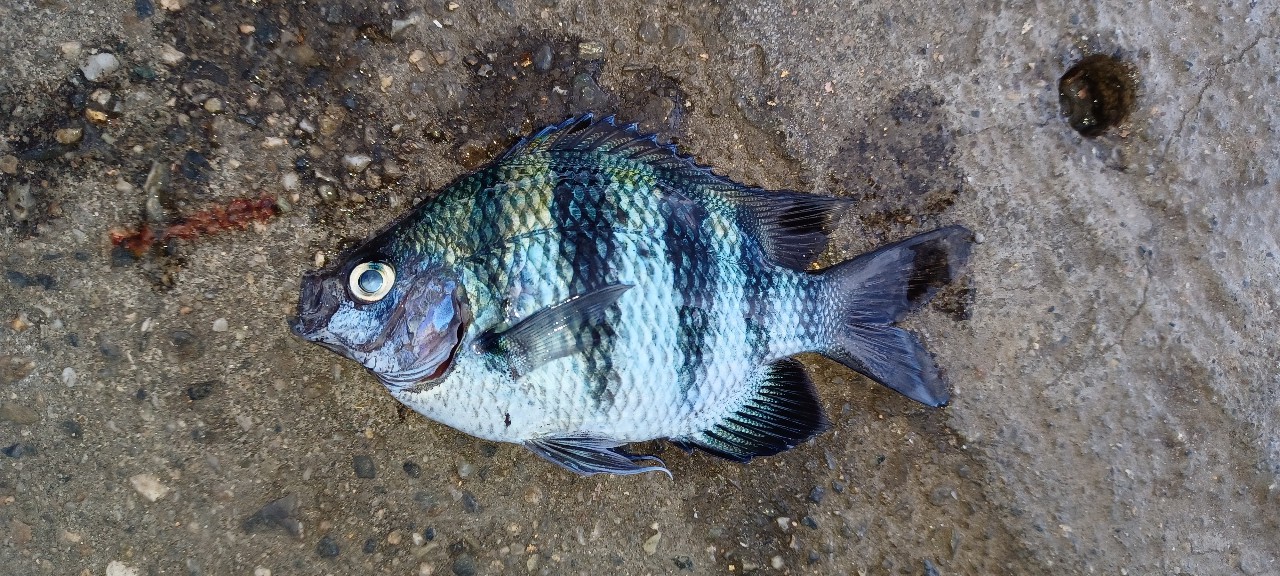 オヤビッチャ