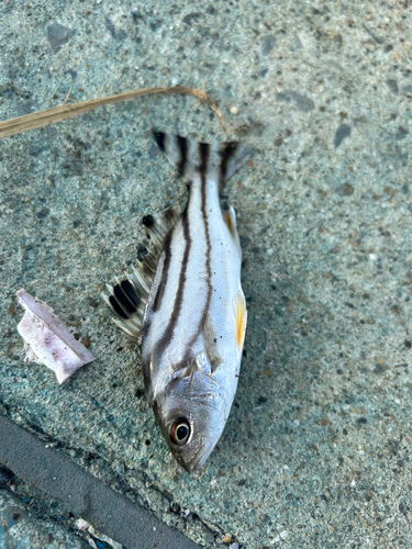 コトヒキの釣果